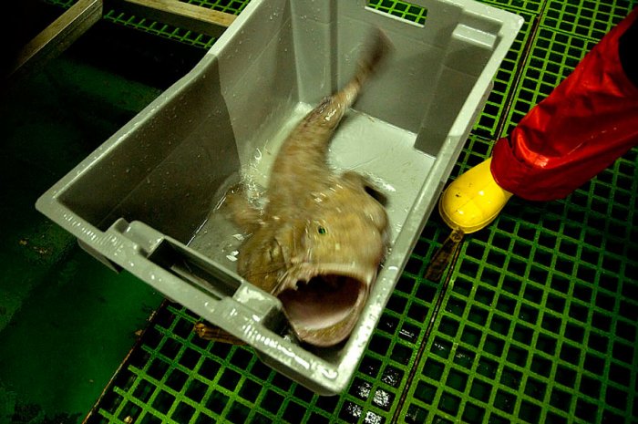 Tales from the Sea: Protecting the oceans