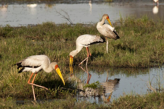 Chobe National Park - Savute Elephant Camp - Botswana - Yellow billed Stork
