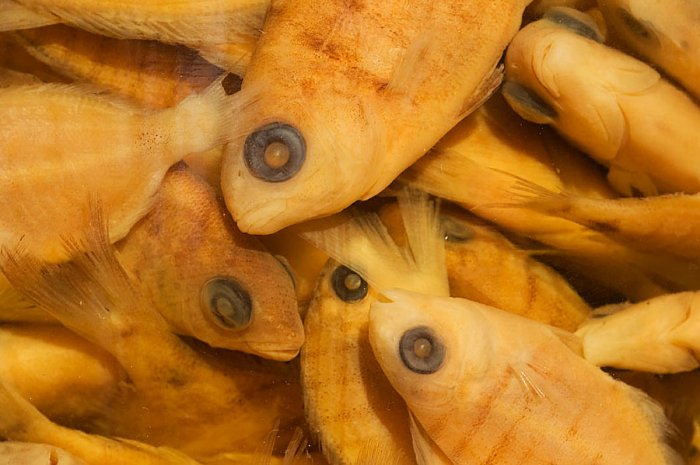 Tales from the Sea: Protecting the oceans