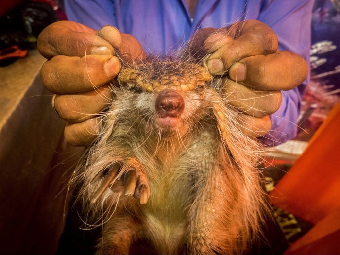 Animales como medicina